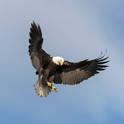 Eagle in flight