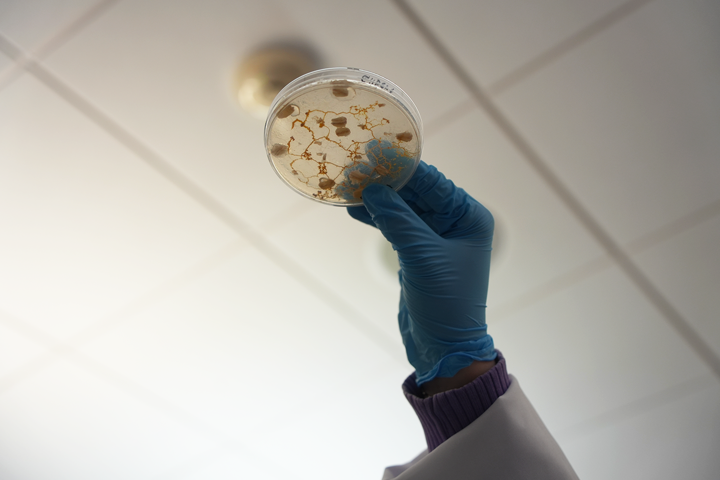 A gloved hand holds a petri dish up toward the ceiling light to inspect the sample inside, capturing a moment of scientific observation.