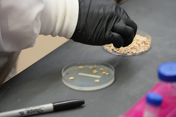 Joeanna Moore is dressed in a white lab coat and black gloves focuses on placing oat flakes into petri dishes during a lab experiment.